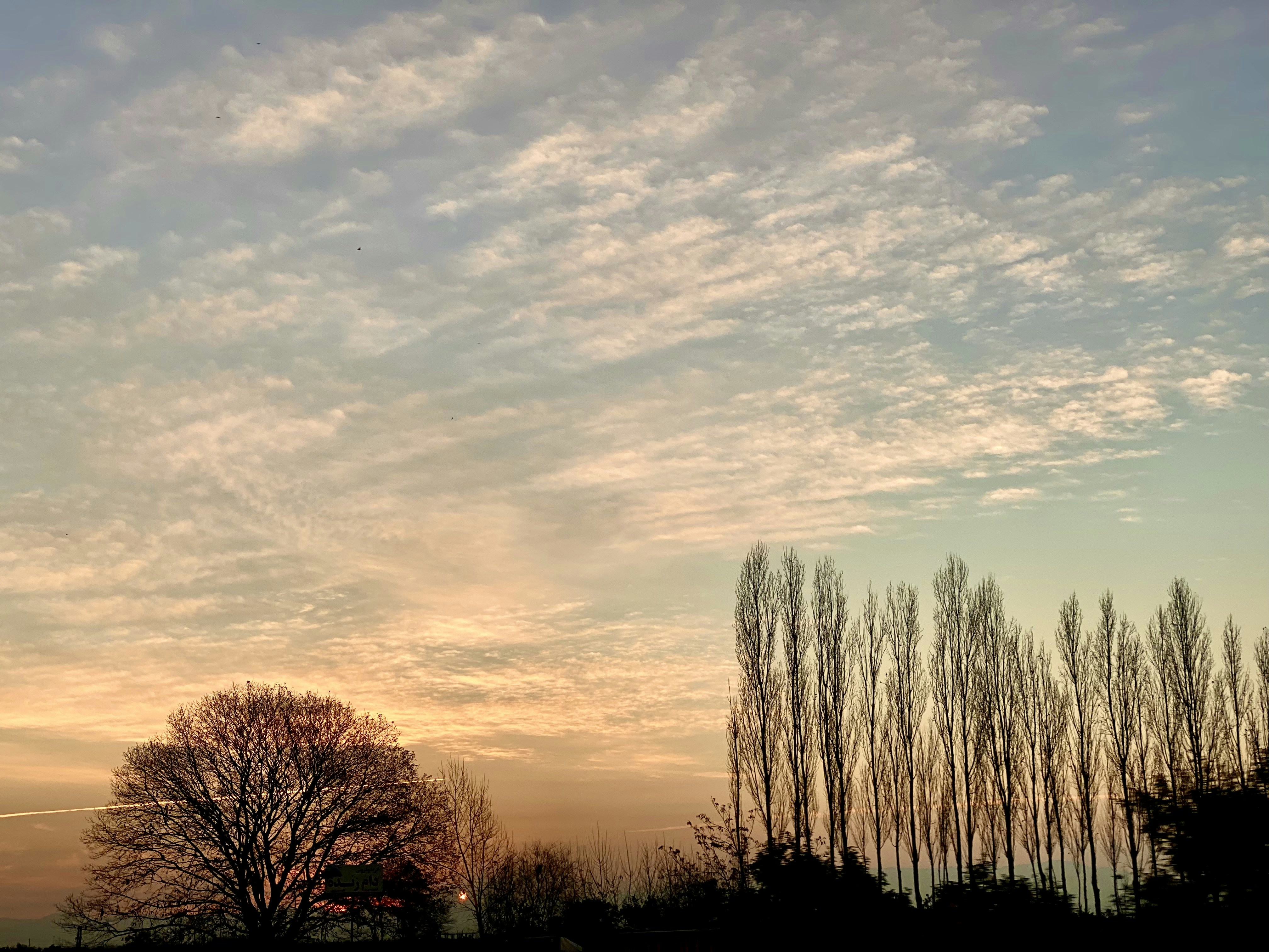 A group of trees photo – Free Babol Image on Unsplash