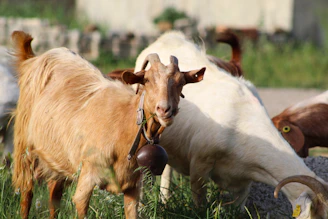 a goat with a bell around its neck