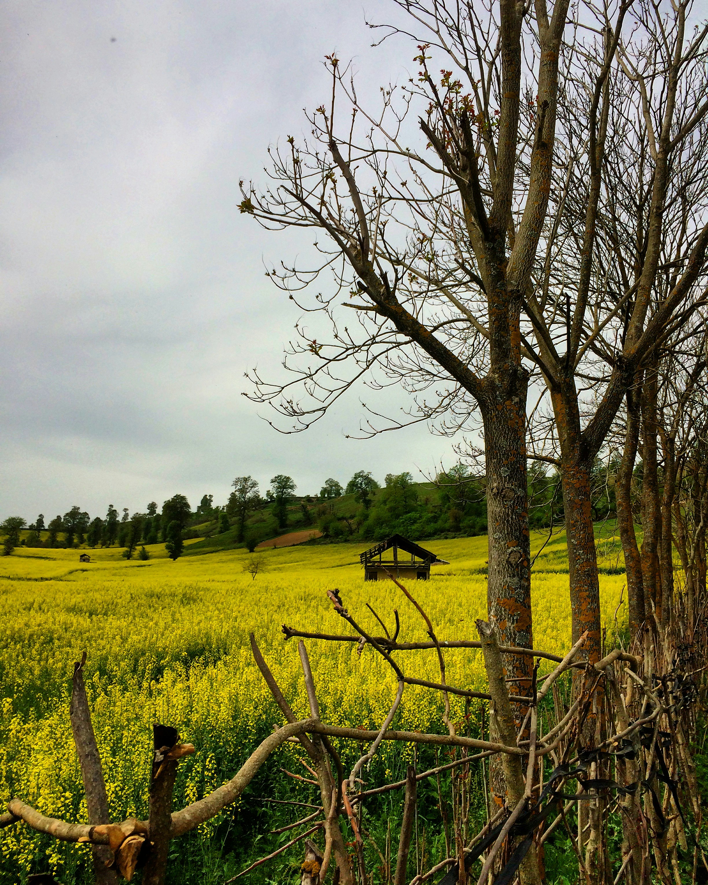 a field with a tree and a fence