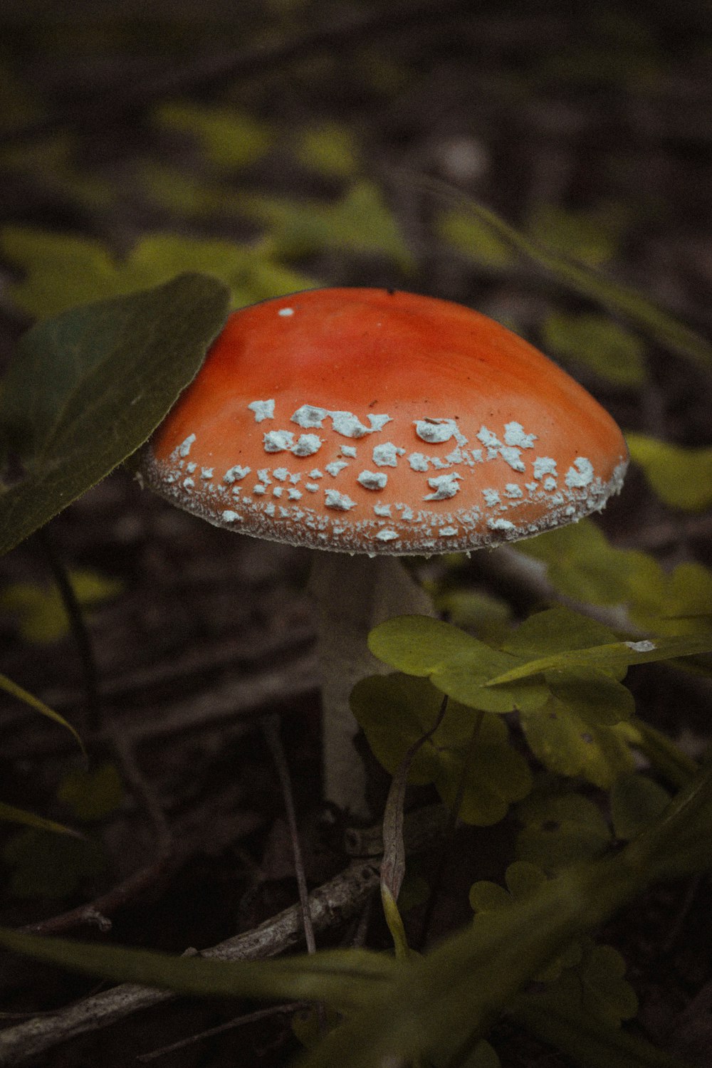 a red mushroom with black spots