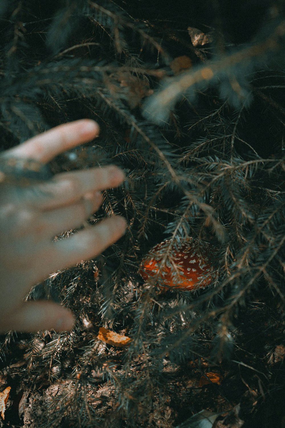a hand holding a small mushroom