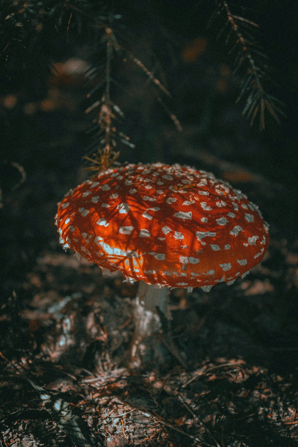 Ein Pilz, der auf einem Baum wächst