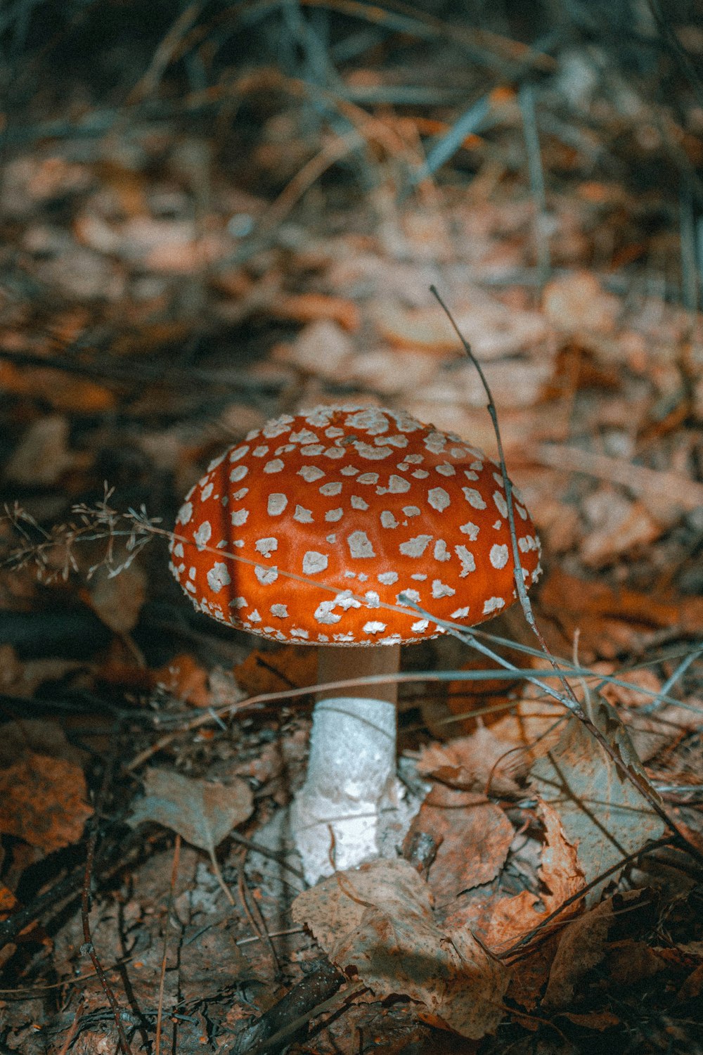 a red and white mushroom