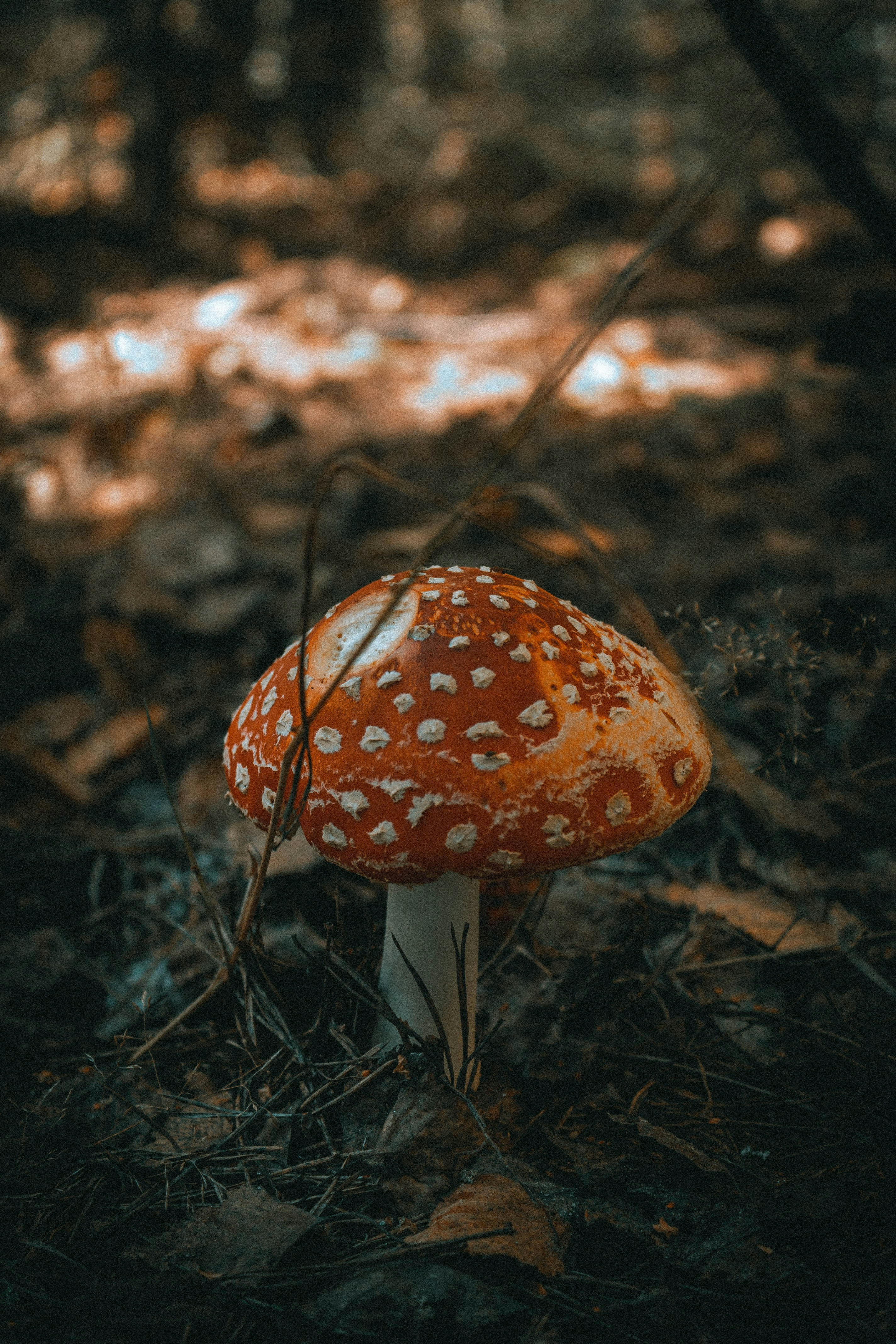 Mystical forest