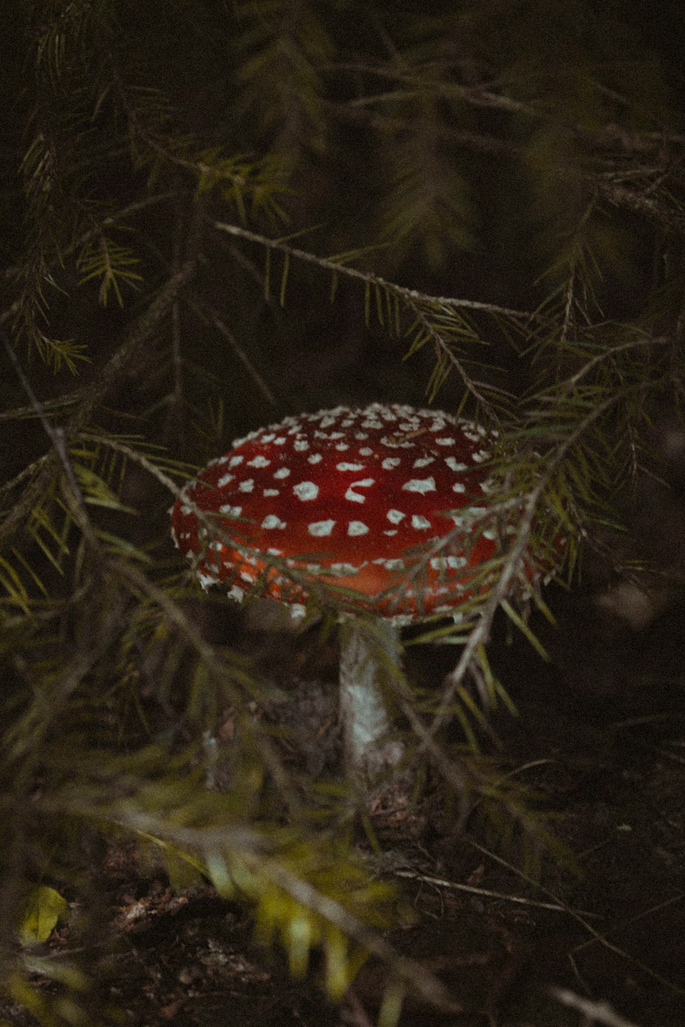 a red mushroom growing in a tree