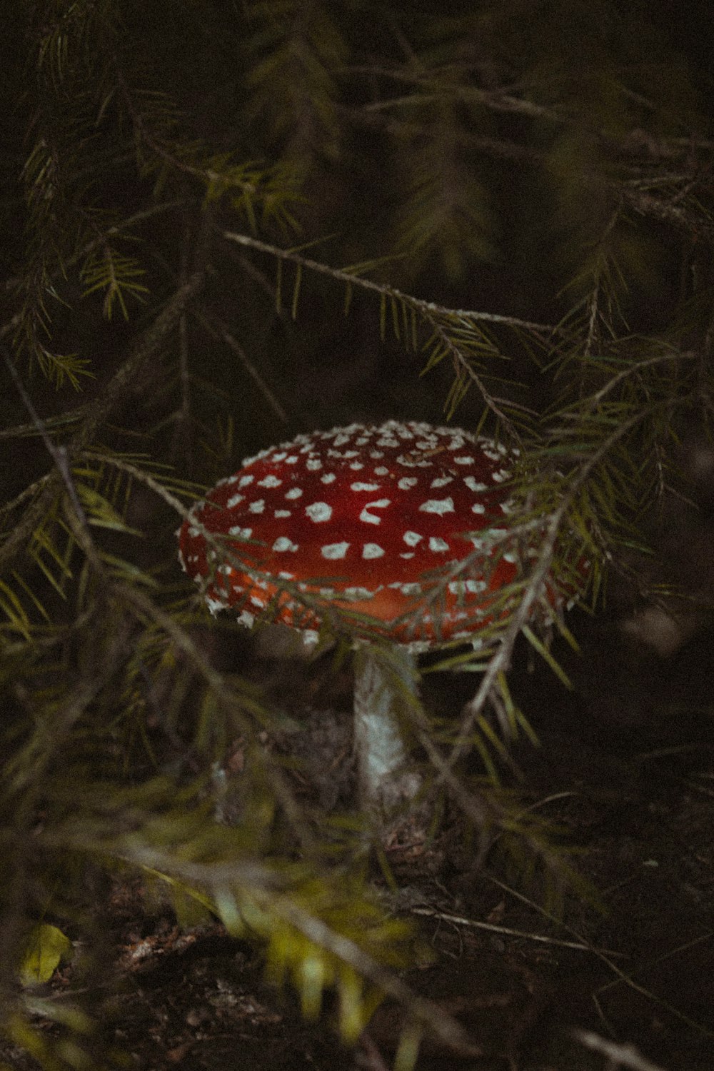 ein roter Pilz, der in einem Baum wächst