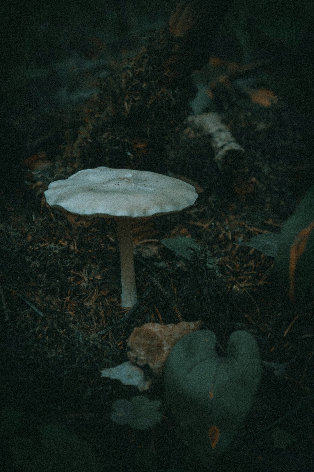 a mushroom growing in the woods