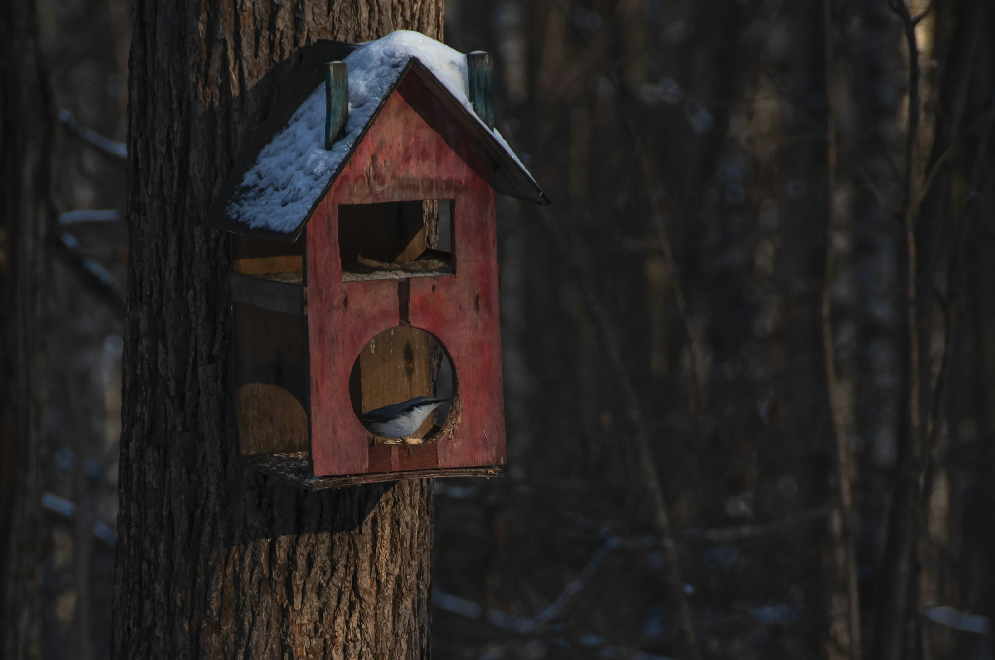 Photo by nikkitenkos