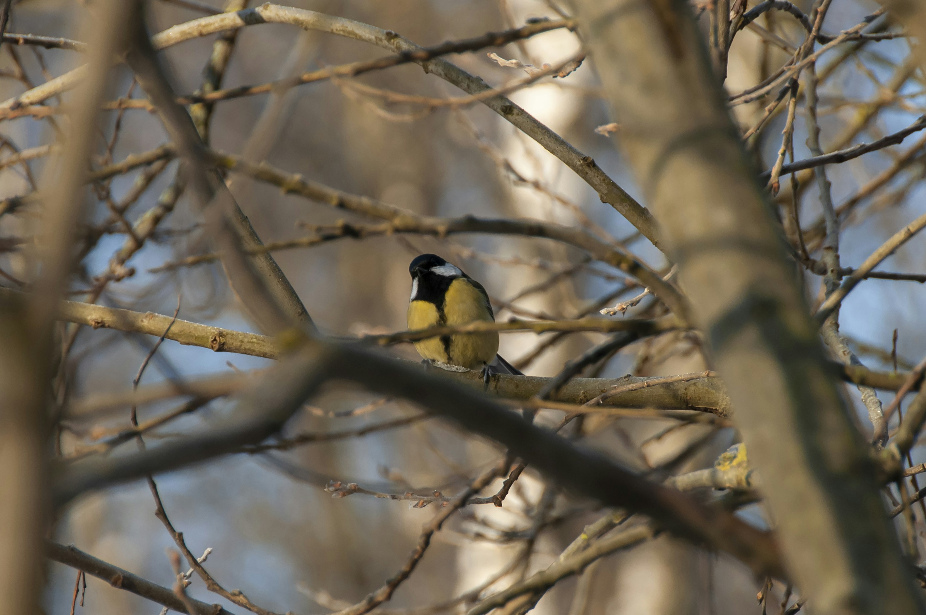 Photo by nikkitenkos