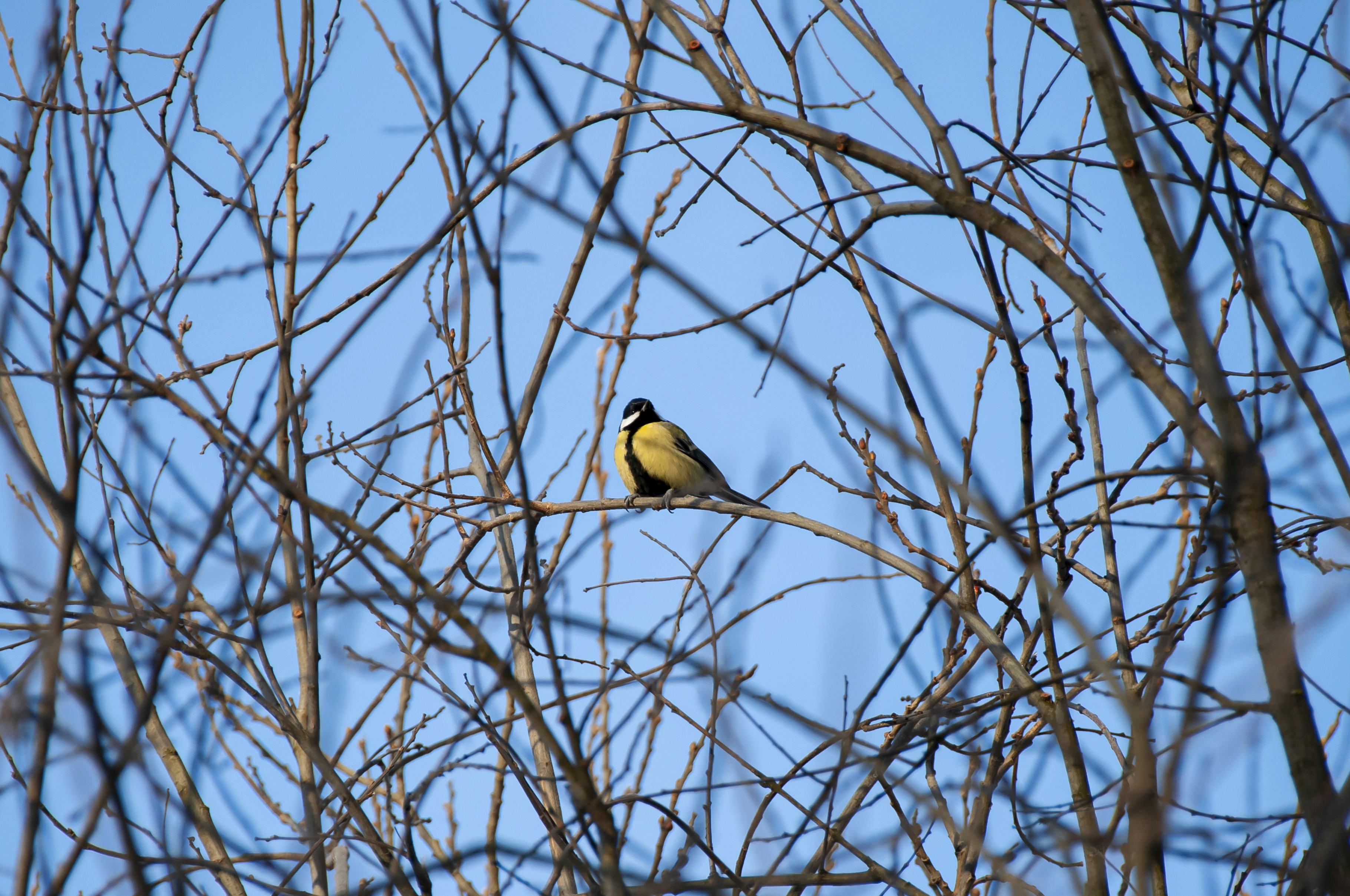 Photo by nikkitenkos