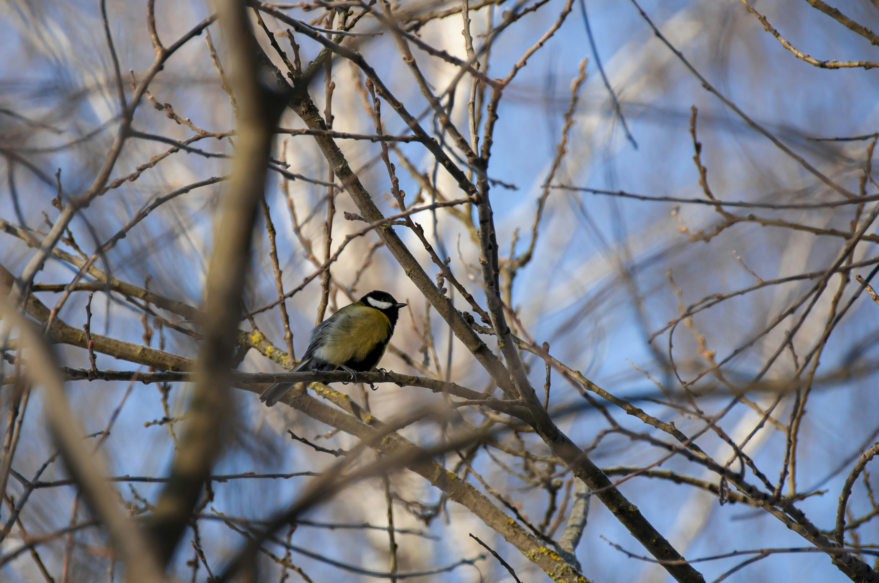 Photo by nikkitenkos