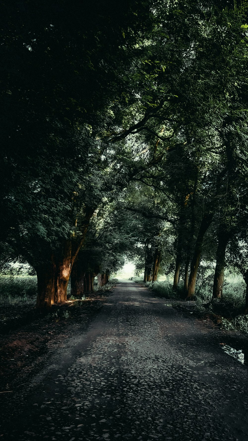 a dirt road lined with trees