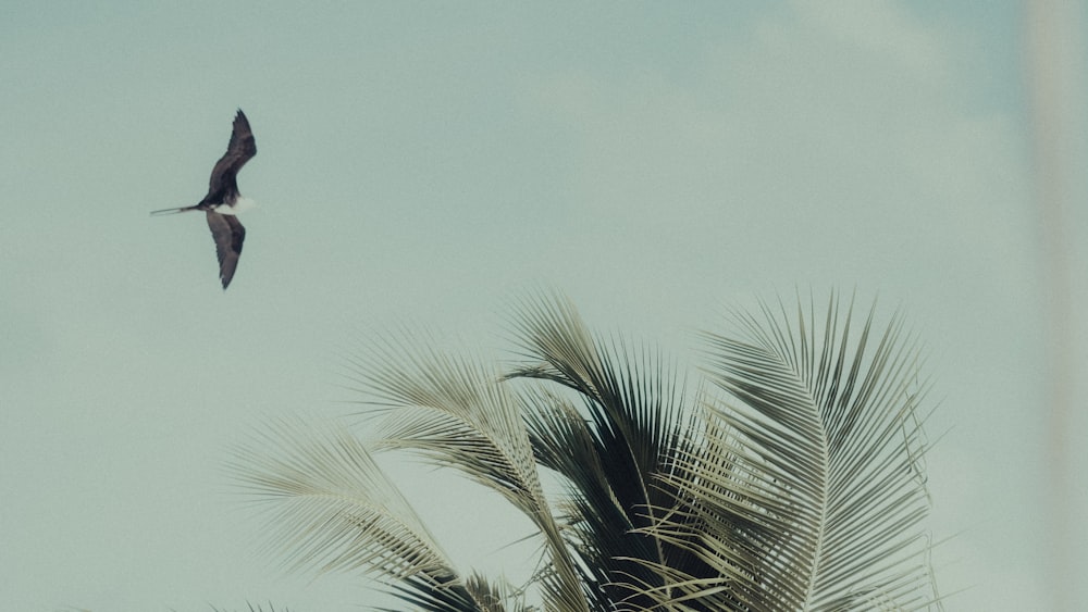 a bird flying over a palm tree