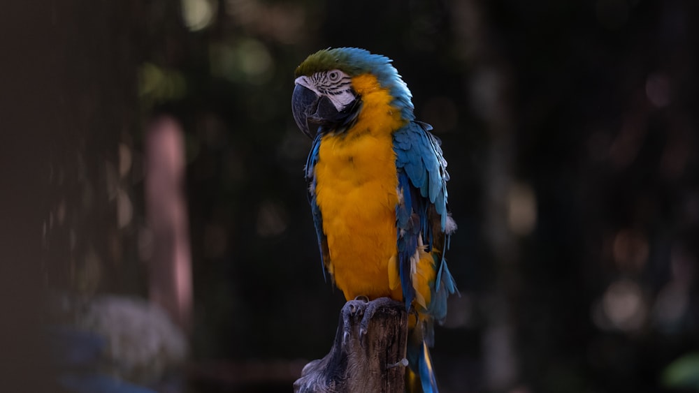 um pássaro colorido em um galho
