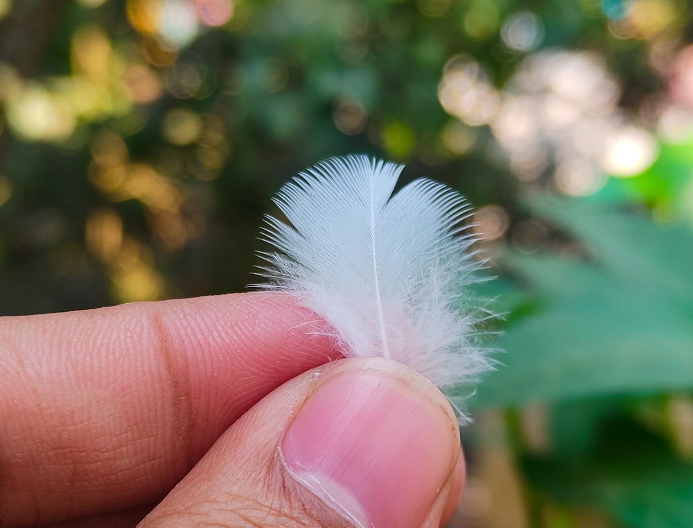 a hand holding a white flower