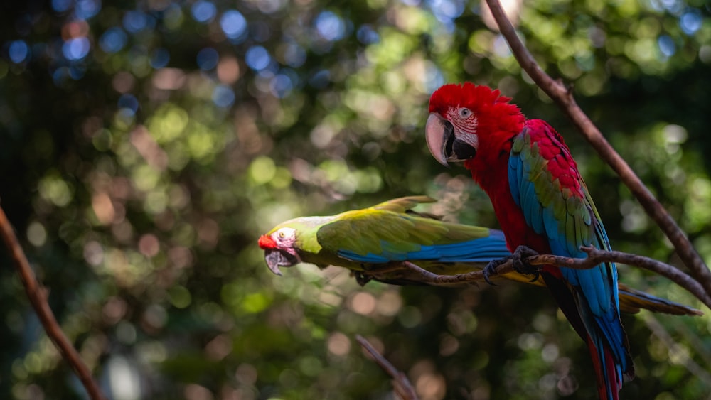 a couple of colorful birds on a branch