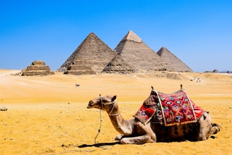 a camel with a pyramid in the background with Giza pyramid complex in the background