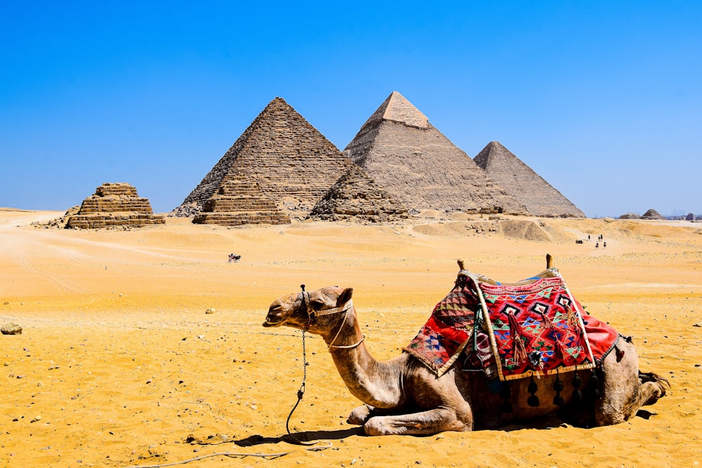 a camel with a pyramid in the background with Giza pyramid complex in the background