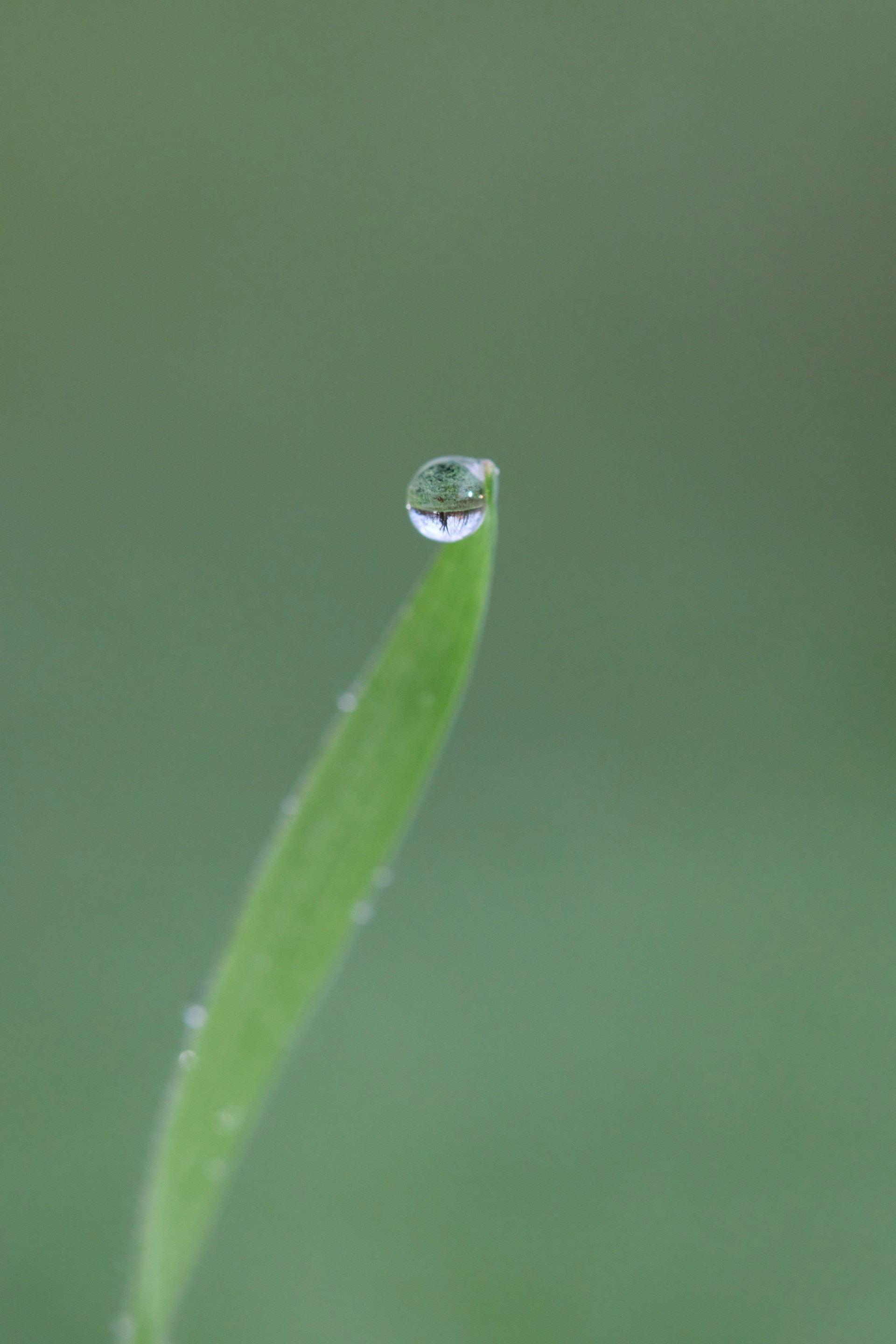 a drop of water on a blade of grass