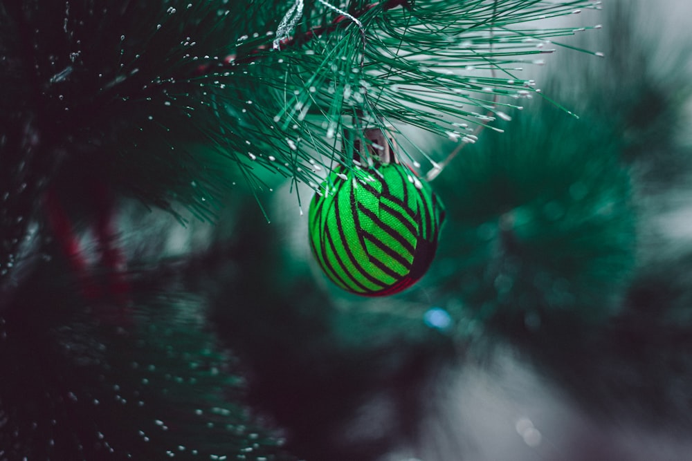 a pine cone from a tree