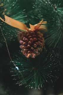 decembre nouveau départ