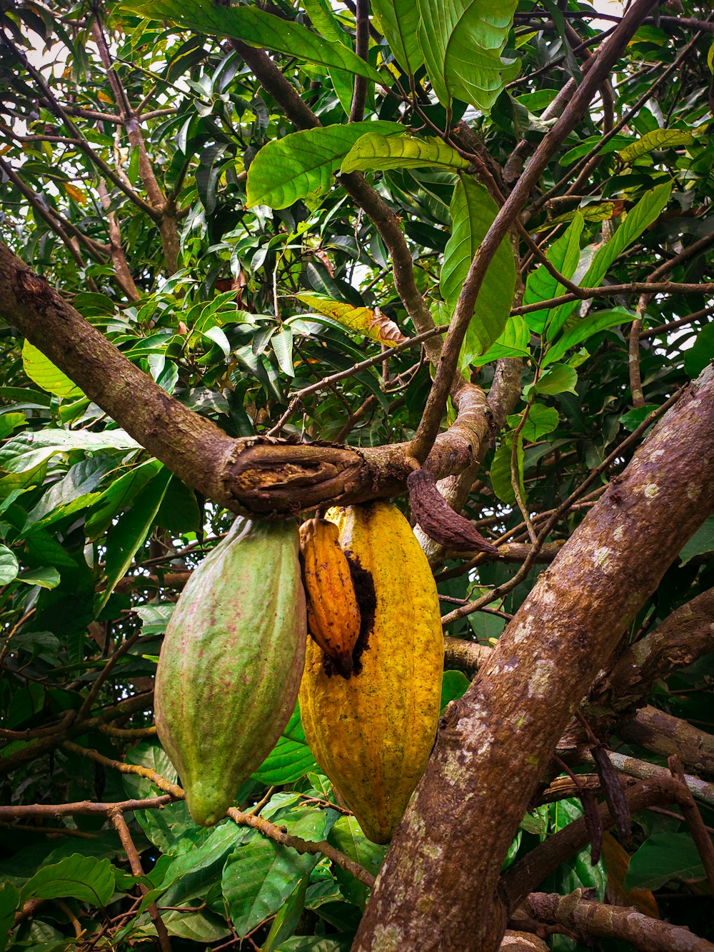 a banana from a tree