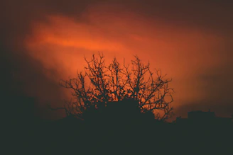 Minimalist cover of a heartfelt memoir with a single tree against a sunset.
