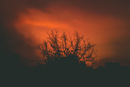 Minimalist cover of a heartfelt memoir with a single tree against a sunset.