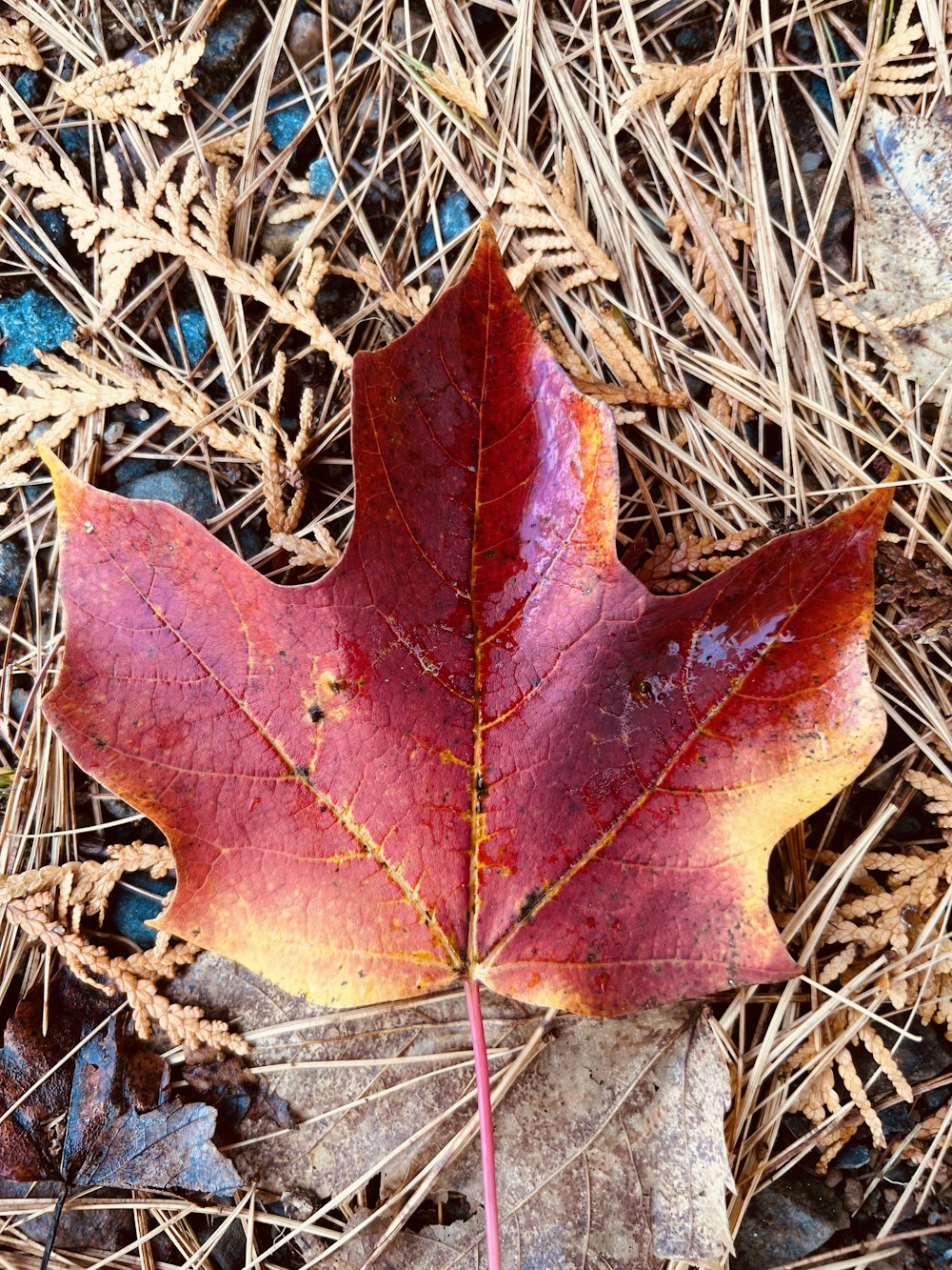 a red leaf on the ground