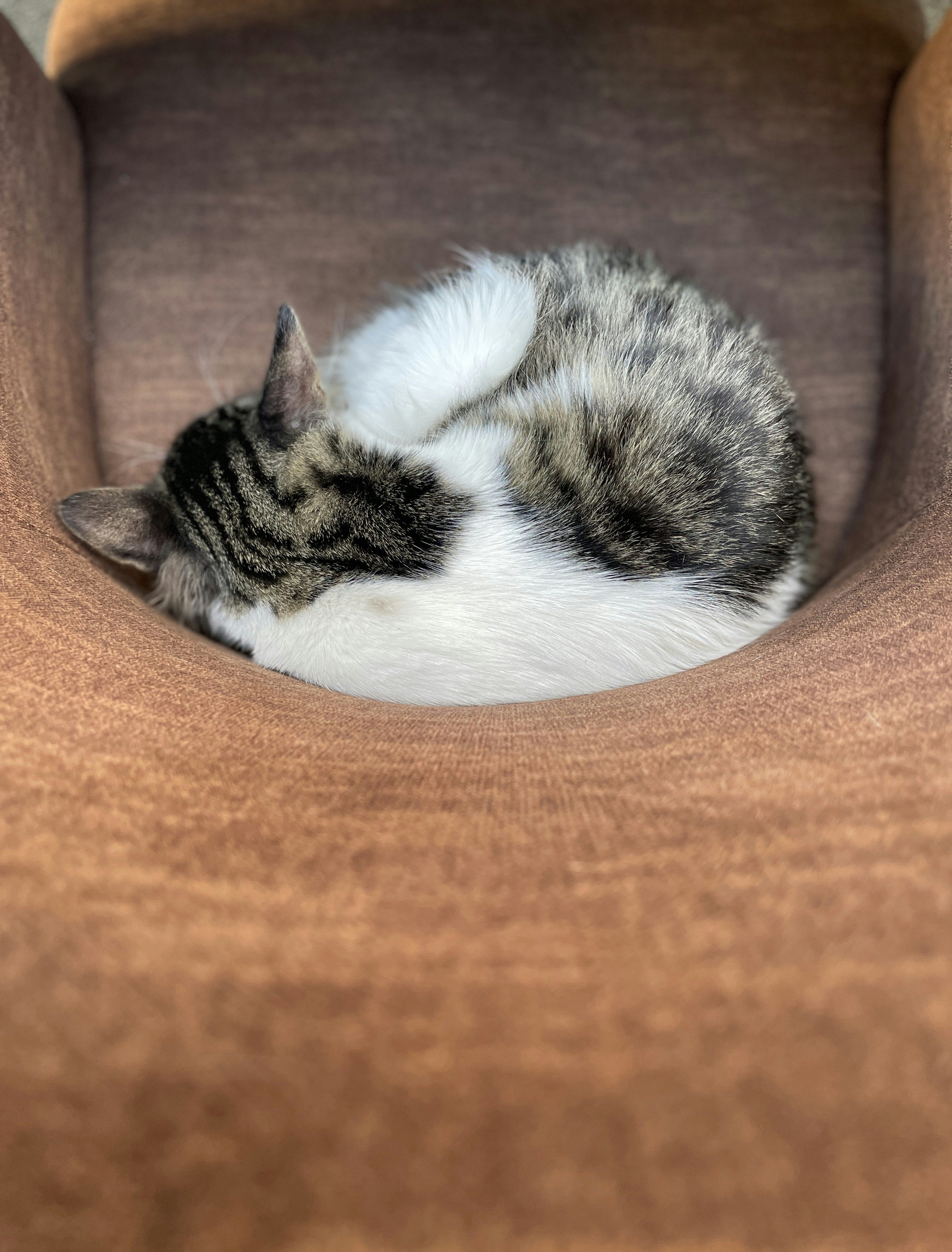 Whiskers and Walls (image credits: unsplash)