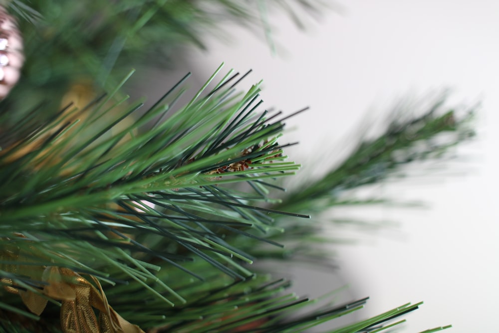 close-up of a pine tree