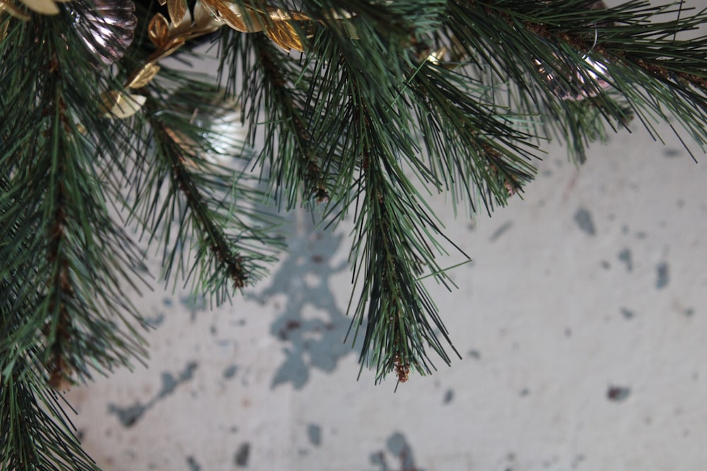 a pine tree in the snow