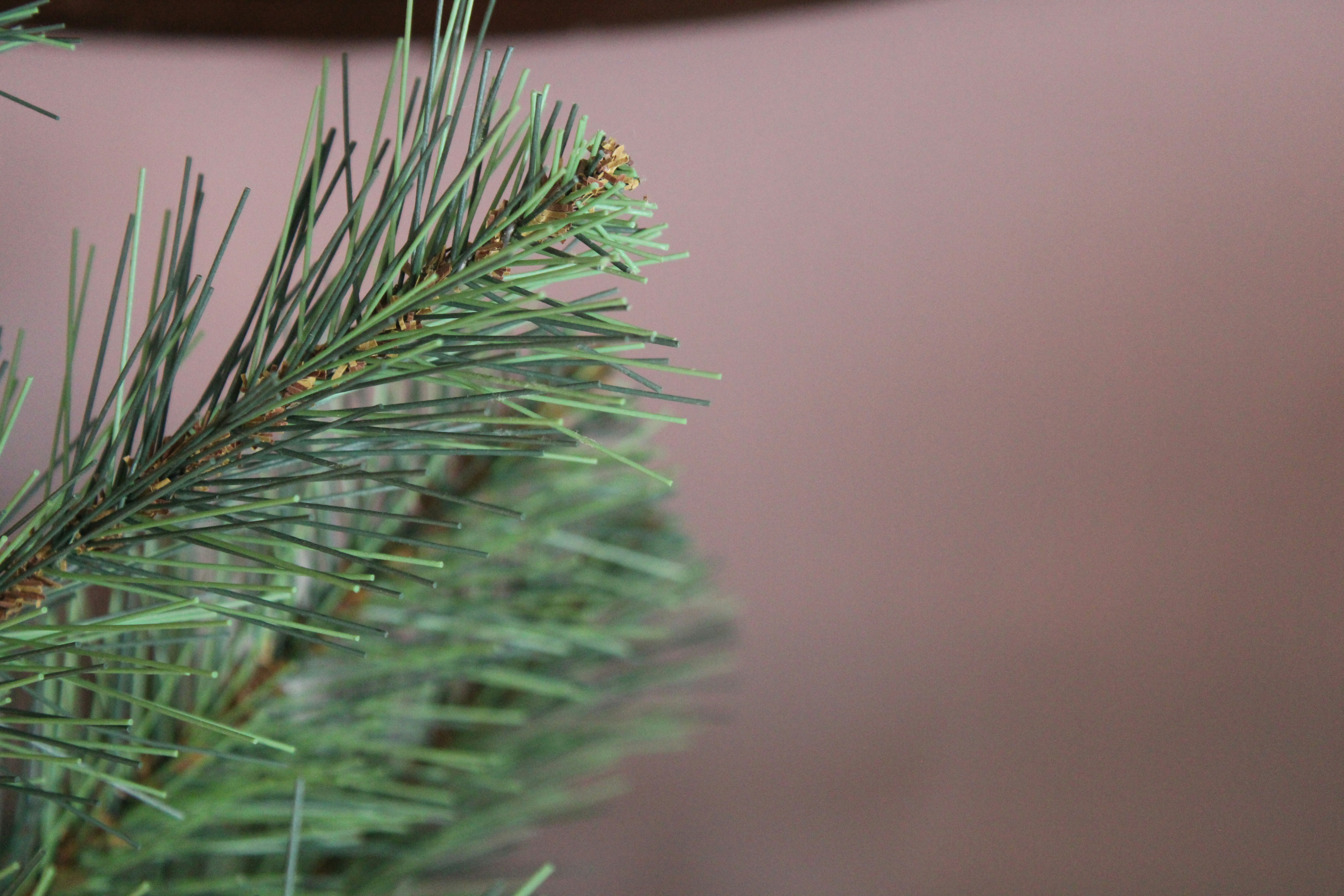 a close up of a plant