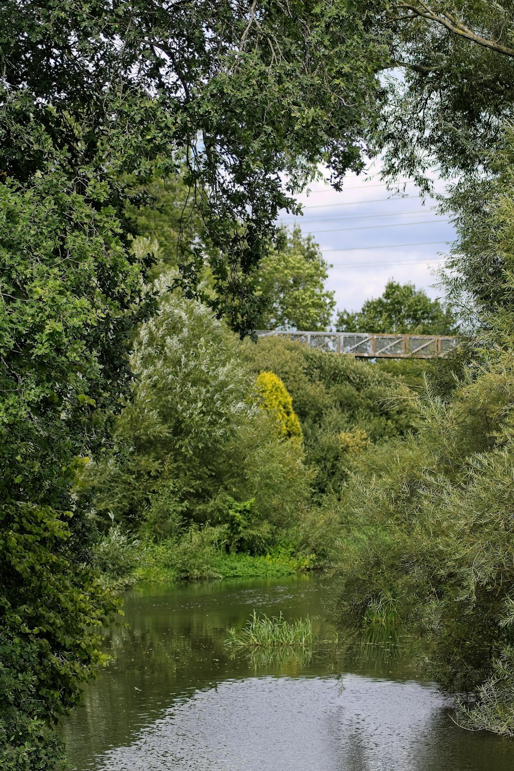 une rivière entourée d’arbres et de buissons
