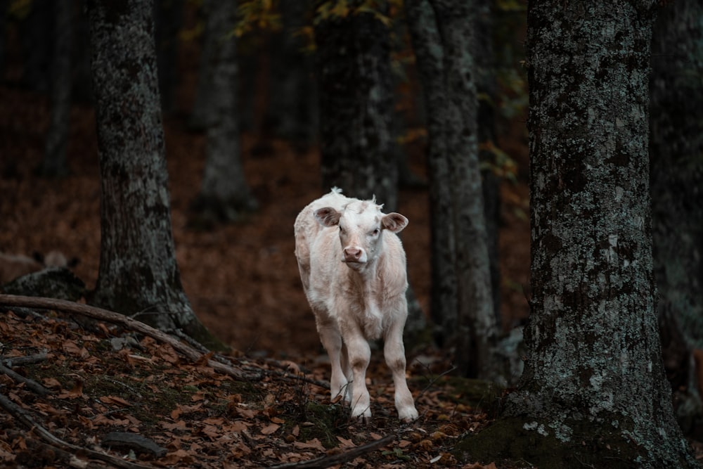 a white goat in the woods