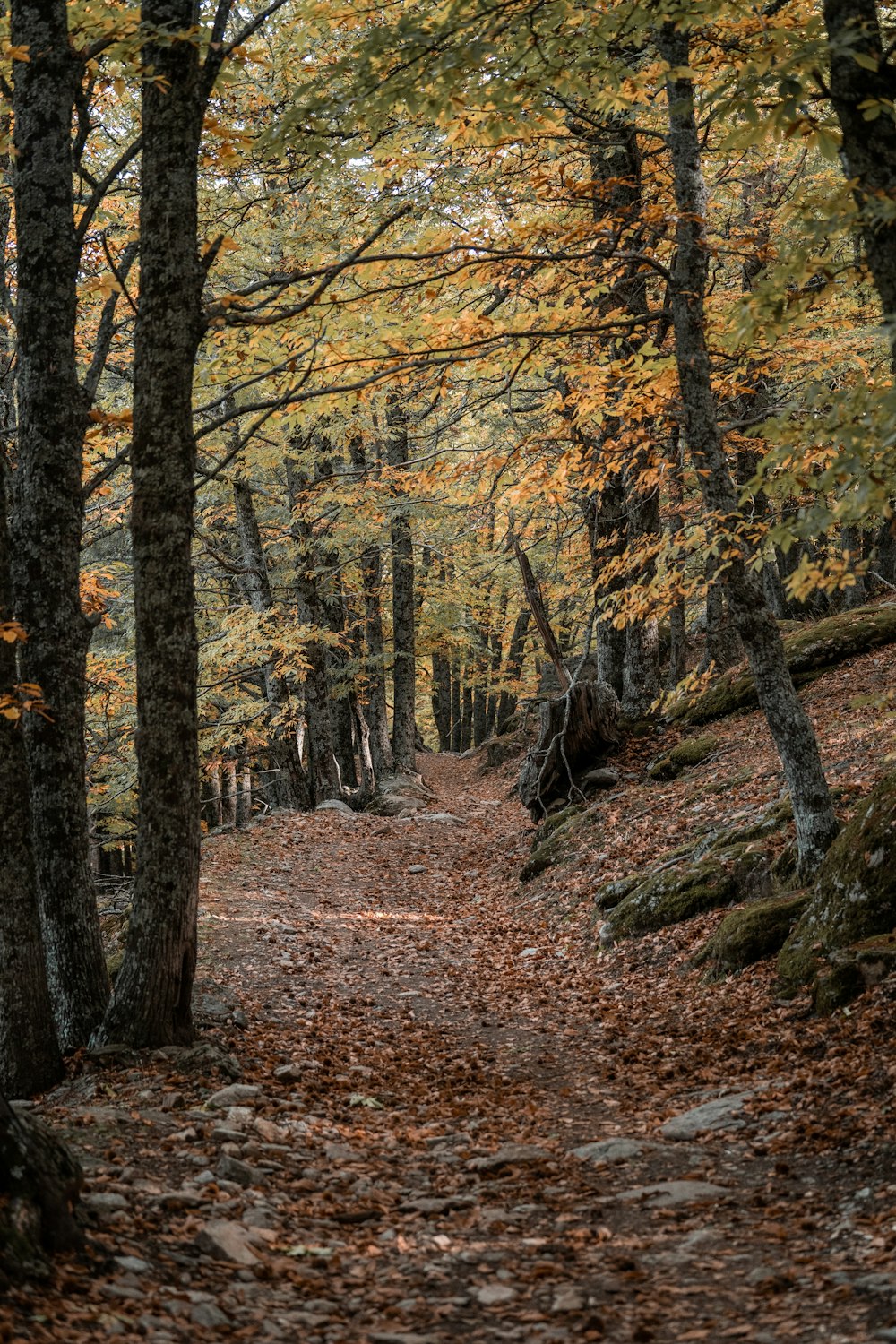 a path through a forest