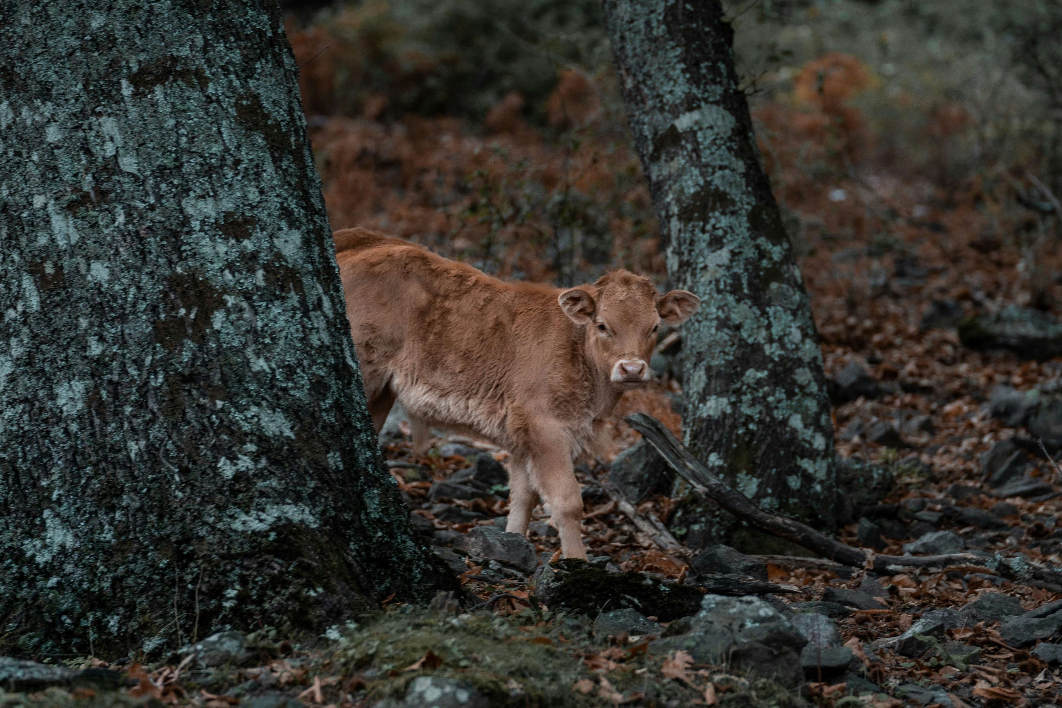 a cow standing next to a tree