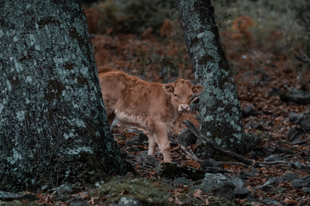 a cow standing next to a tree