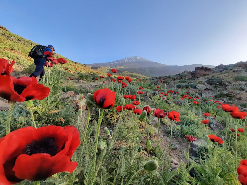 a field of red flowers