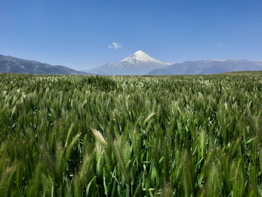 a field of green grass with a mountain in the background