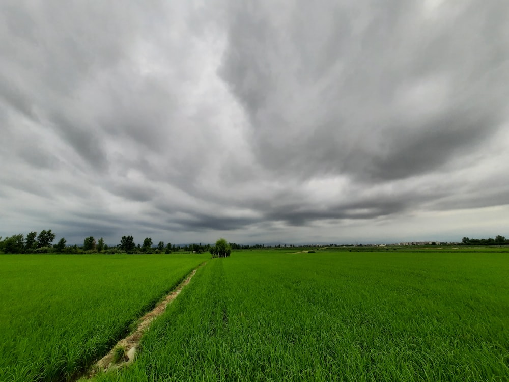 a large green field