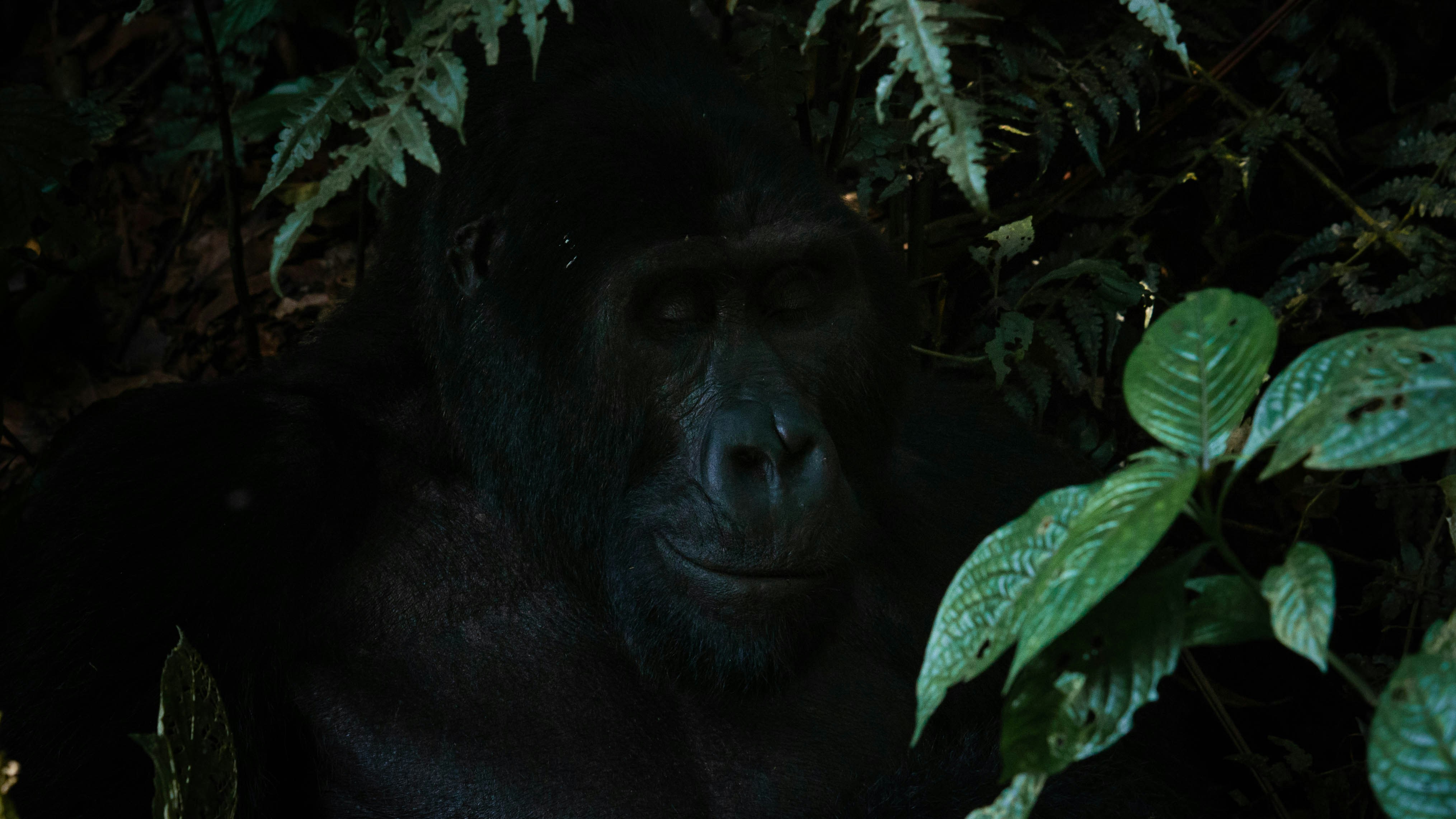 a gorilla in the woods, An adult gorilla looks satisfied in the shade.