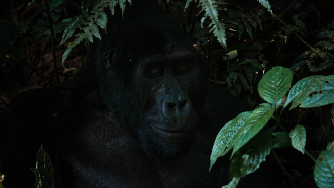 a gorilla in the woods, An adult gorilla looks satisfied in the shade.