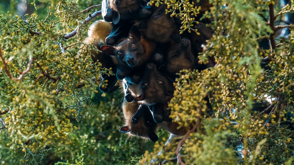 Un gruppo di orsi neri in un albero