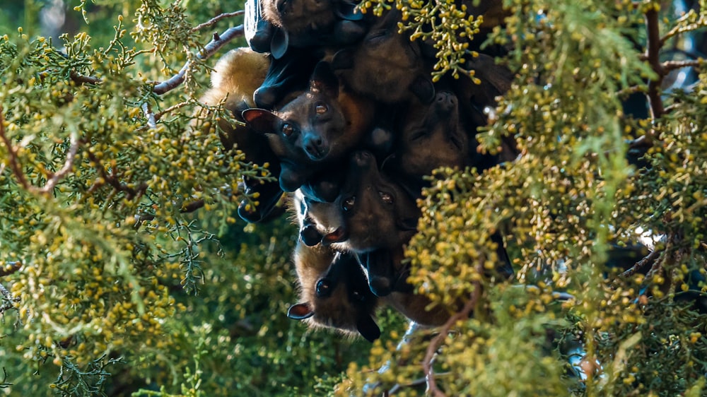 a group of black bears in a tree