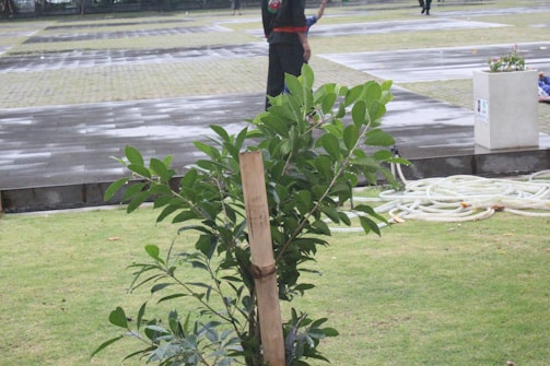A small leafy plant is supported by a wooden stick on grassy ground. In the background, there is a paved area with some water, suggesting recent rain. Partially visible is a person in dark clothing walking across the pavement, as well as coiled hoses and a planter box.
