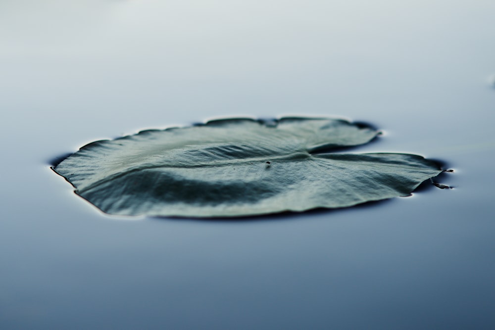 a close-up of a fish