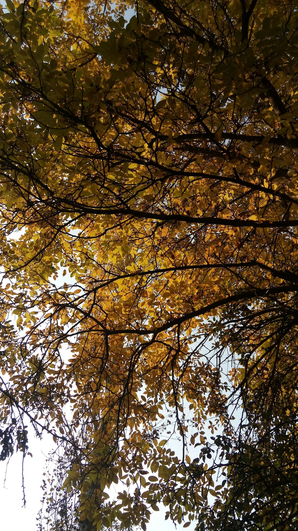 looking up at a tree with yellow leaves