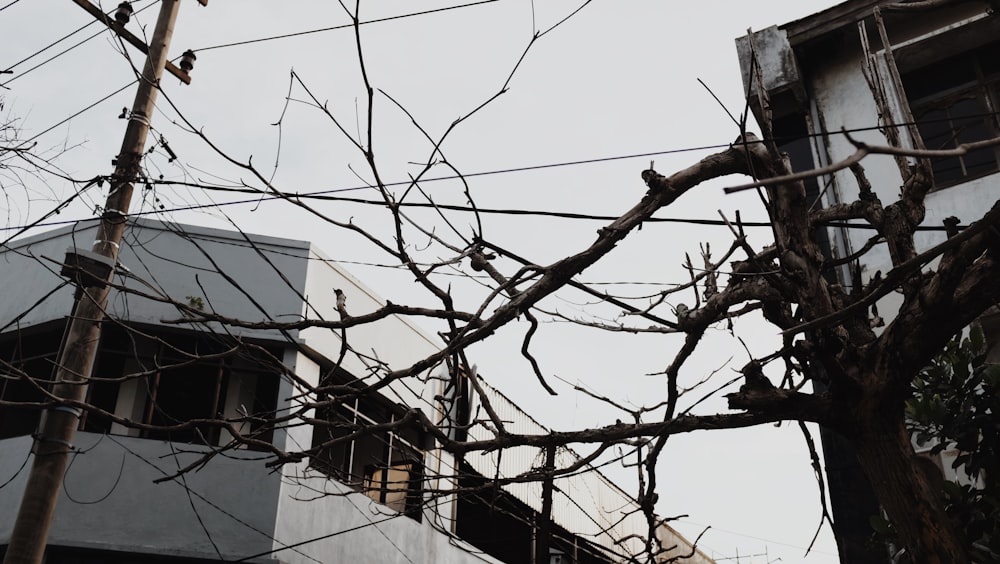 a tree with no leaves