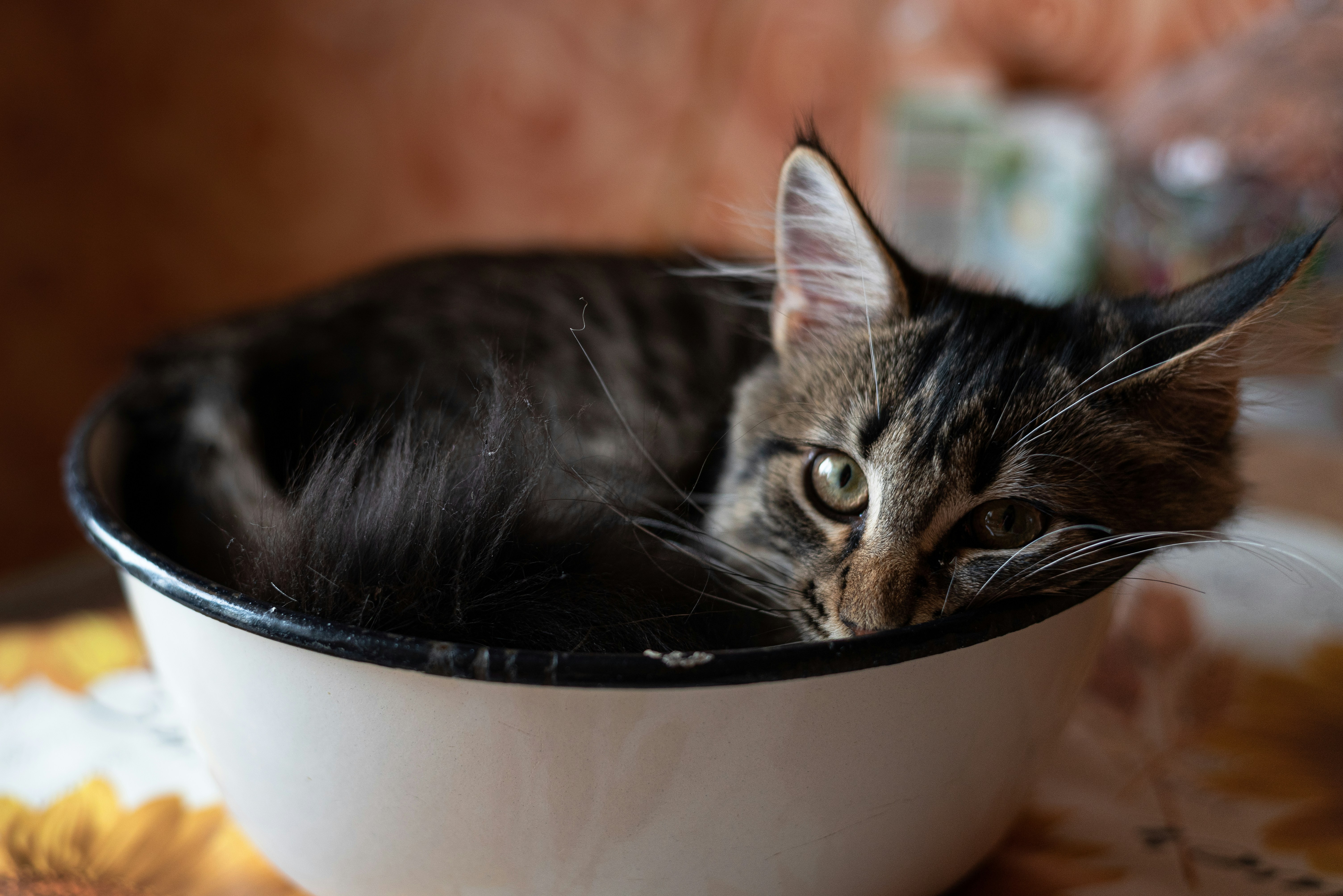Moving Their Food Bowl Every Single Day (image credits: unsplash)